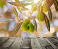 View from wooden terrace. Olives with leaves on olive tree. Season nature window Royalty Free Stock Photo