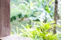 View from a wooden window to the green jungle