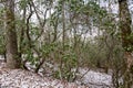 A Wintery View in the Woods