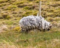 A view of a woolly highland sheep beside Loch Restil in the Arrochar Alps, Scotland