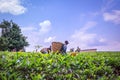 View workers harvesting in a tea Camellia sinensis plantation, Rweteera, Fort Portal, Uganda