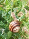 A view of the world of amazing snails and their plants