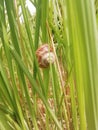 A view of the world of amazing snails and their plants