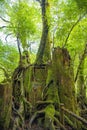 View of Yakusugi cedar tree harvesting in the past in Yakushima forest