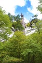 View of 455 years old stump of Momi Cedar tree