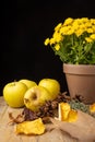 View of yellow apples, autumn leaves and pot with yellow chrysanthemum, black background, Royalty Free Stock Photo