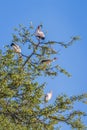View of a yellow-billed stork (Mycteria ibis) sitting in a tree, Kruger National Park Royalty Free Stock Photo