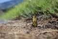 The little butterfly on the riverbanks Royalty Free Stock Photo