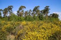 View on yellow blooming brooms bushes genista pilosa in dutch heath landscape with scots pine trees pinus sylvestris against b