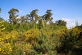 View on yellow blooming brooms bushes genista pilosa in dutch heath landscape with scots pine trees pinus sylvestris against b