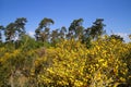 View on yellow blooming brooms bushes genista pilosa in dutch heath landscape with scots pine trees pinus sylvestris against