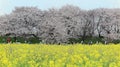 View of Yellow Canola Flower  Rapeseed  fields & pink cherry blossom Sakura in background on a bright sunny day in Gongendo Pa Royalty Free Stock Photo