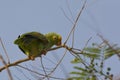View of Yellow-crowned Parrot, Amazona ochrocephala, perched in tree Royalty Free Stock Photo