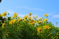 Yellow daisy flowers with lush green leaves with a blue sky background