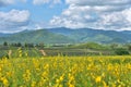 Yellow Flower Field with Mountain Backdrop in Ratchaburi, Thailand Royalty Free Stock Photo
