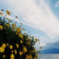 View of yellow flowers on a beautiful blue sky background Royalty Free Stock Photo