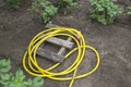 View of a yellow garden hose. It lies rolled up on the ground Royalty Free Stock Photo