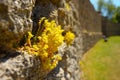 View of a yellow goldmoss stonecrop growing on the stony wall