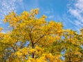 View on yellow and green tree leaves in autumn with beautiful blue sky with white clouds. Leaves changing colours. Fall outdoor Royalty Free Stock Photo