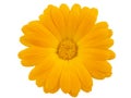 View of a yellow marigold