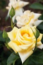 View of yellow roses,close up Royalty Free Stock Photo
