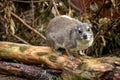 Yellow-spotted rock hyrax bush hyrax, Heterohyrax brucei Royalty Free Stock Photo