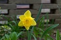 A view of a yellow spring daffodil or narcissus with a bright yellow heart in bloom Royalty Free Stock Photo