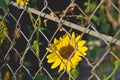 The solo sunflower waiting behind the fence