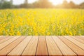 View of yellow Sunn Hemp field or Crotalaria juncea in field Royalty Free Stock Photo