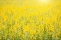 View of yellow Sunn Hemp field or Crotalaria juncea in field Royalty Free Stock Photo