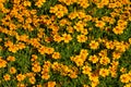 View of yellow tagetes flowers in the summer garden Royalty Free Stock Photo