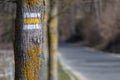 Yellow trail mark on tree in autumn