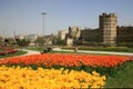 A view of yellow tulips and orange tulips at the back, opposite of historical Topkapi City Walls, in Istanbul in spring time.