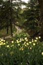 View of yellow tulips under trees in a big garden in Istanbul Tulip Festival