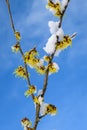 View of yellow which hazel branch in bloom from below, with some snow