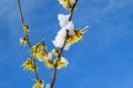 View of yellow which hazel branch in bloom from below, with some snow