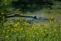 View of yellow wild flowers on the river Nera in Stifone Royalty Free Stock Photo