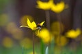 View of the yellow wild tulip or woodland tulip flowers, pollinated by a bumblebee