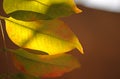 LIGHT BEHIND DISCOLOURING LEAVES Royalty Free Stock Photo