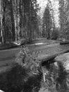 View of the Yosemite creek in the Yosemite Valley, Sierra Nevada, Black and White Royalty Free Stock Photo