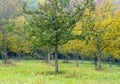 Young apple orchard Royalty Free Stock Photo