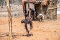 A view young boys gathering goats in a Himba tribe village in Namibia