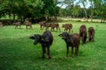 View of young calves grazing in the greenfields of a farm