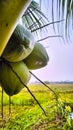 The view of young coconuts hanging from coconut trees