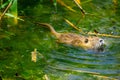 Coypu nutria, in the Hula Nature Reserve Royalty Free Stock Photo