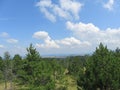 View of young evergreen forest and bright sky Royalty Free Stock Photo