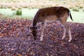 A young fallow deer while eating, Latin Dama Dama Royalty Free Stock Photo