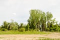 A view of a young forest with Poplar trees Royalty Free Stock Photo