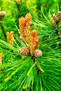 View of a young green branch of a pine tree with cones in the forest. Royalty Free Stock Photo