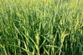 View of a young green field of wheat or barley on a summer clear day, nature background Royalty Free Stock Photo